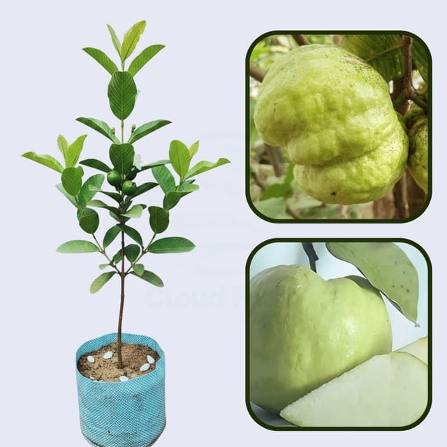 Cristal Guava Air Layered Healthy Fruit Plant Cristal Guava Air Layered Healthy Fruit Plant