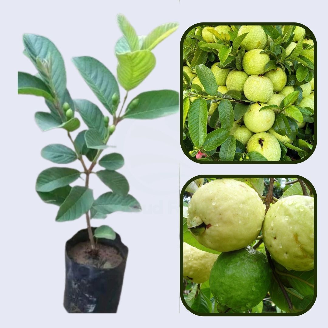 Safira Guava Air Layered Healthy Fruit Plant