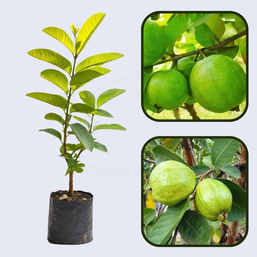 Aurora Guava Air Layered Healthy Fruit Plant