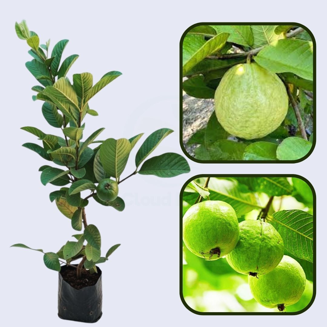 Imperial Guava Air Layered Healthy Fruit Plant