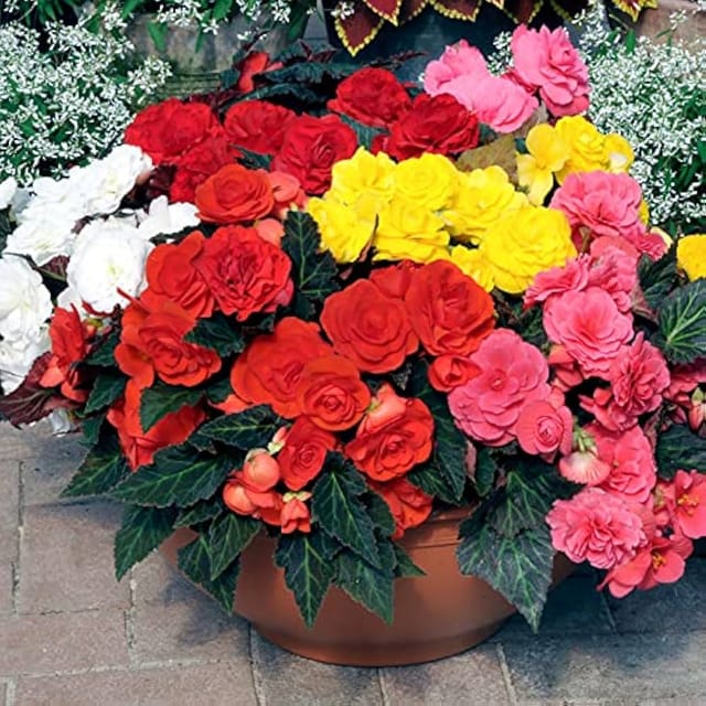 Begonia Mix Flower Seeds –F1 Hybrid (Pack of 30+ Seeds)
