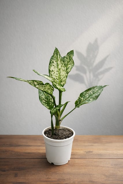 Aglaonema Snow White-Vrikshani