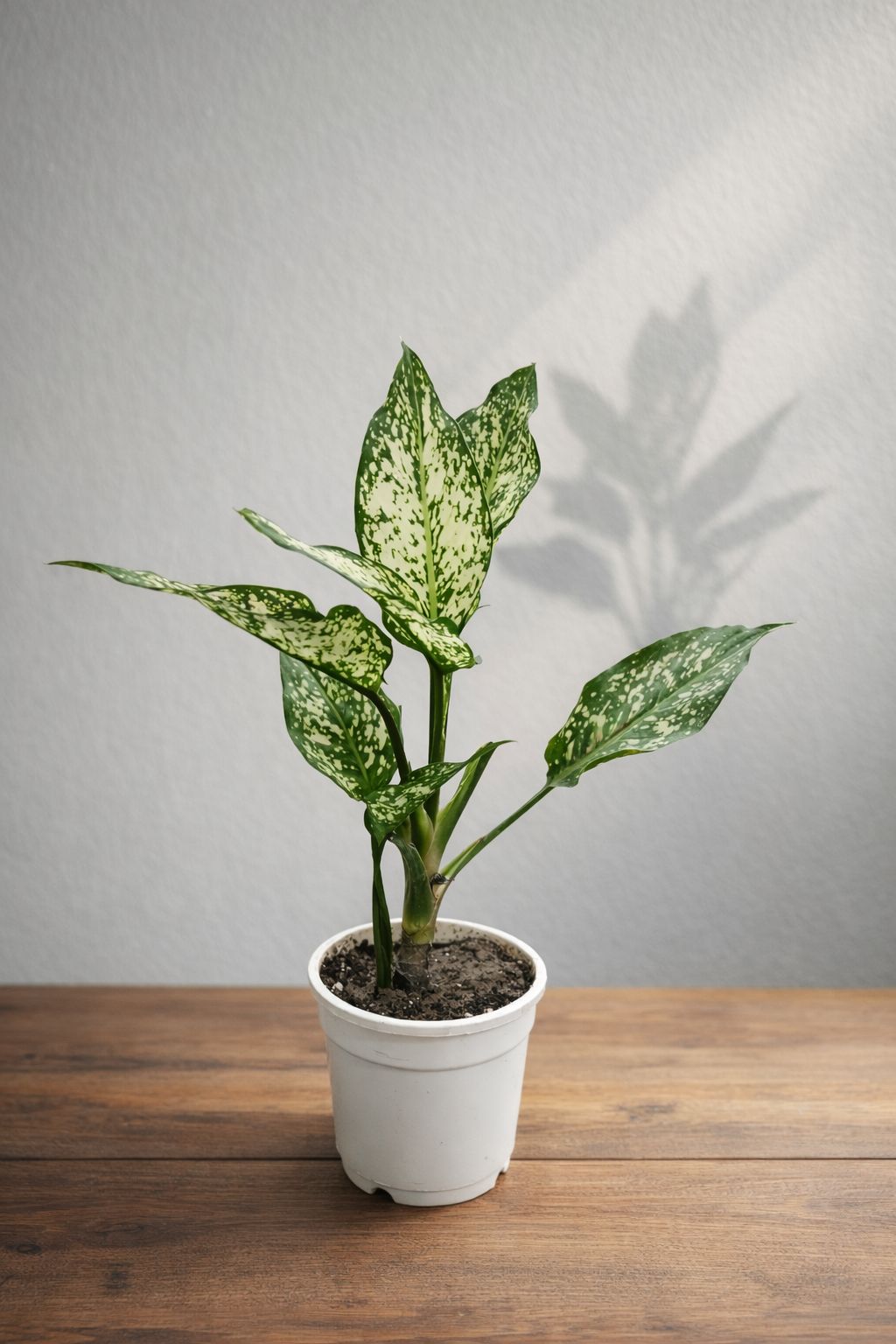 Aglaonema Snow White-Vrikshani