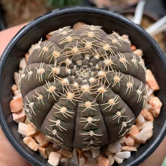 Gymnocalycium Ragonesei