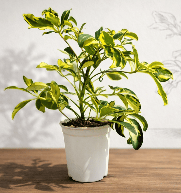 Schefflera Plant