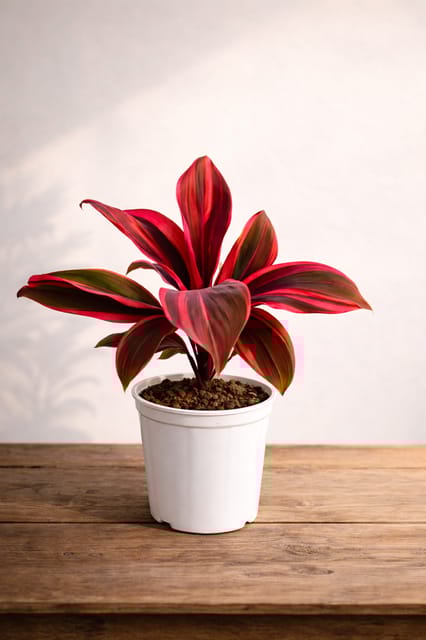 Dracaena Plant Dracaena Plant