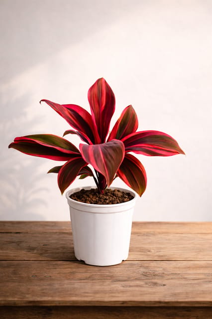 Dracaena Plant
