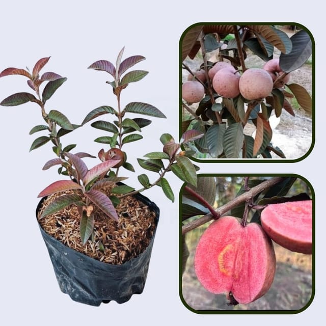 Diamante Guava Air Layered Healthy Fruit Plant Diamante Guava Air Layered Healthy Fruit Plant