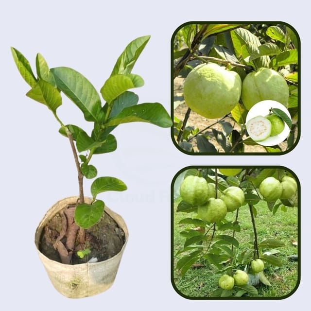 Tropical Guava Air Layered Healthy Fruit Plant