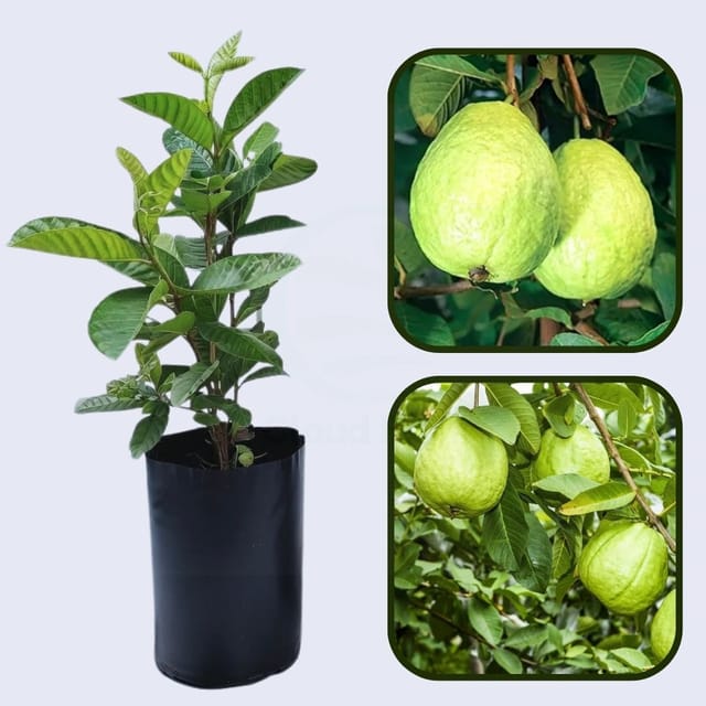 IAC-7 Guava Air Layered Healthy Fruit Plant IAC-7 Guava Air Layered Healthy Fruit Plant