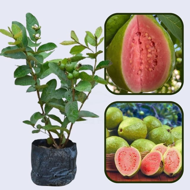 Rubi Guava Air Layered Healthy Fruit Plant