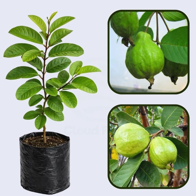 Brilhante Guava Air Layered Healthy Fruit Plant