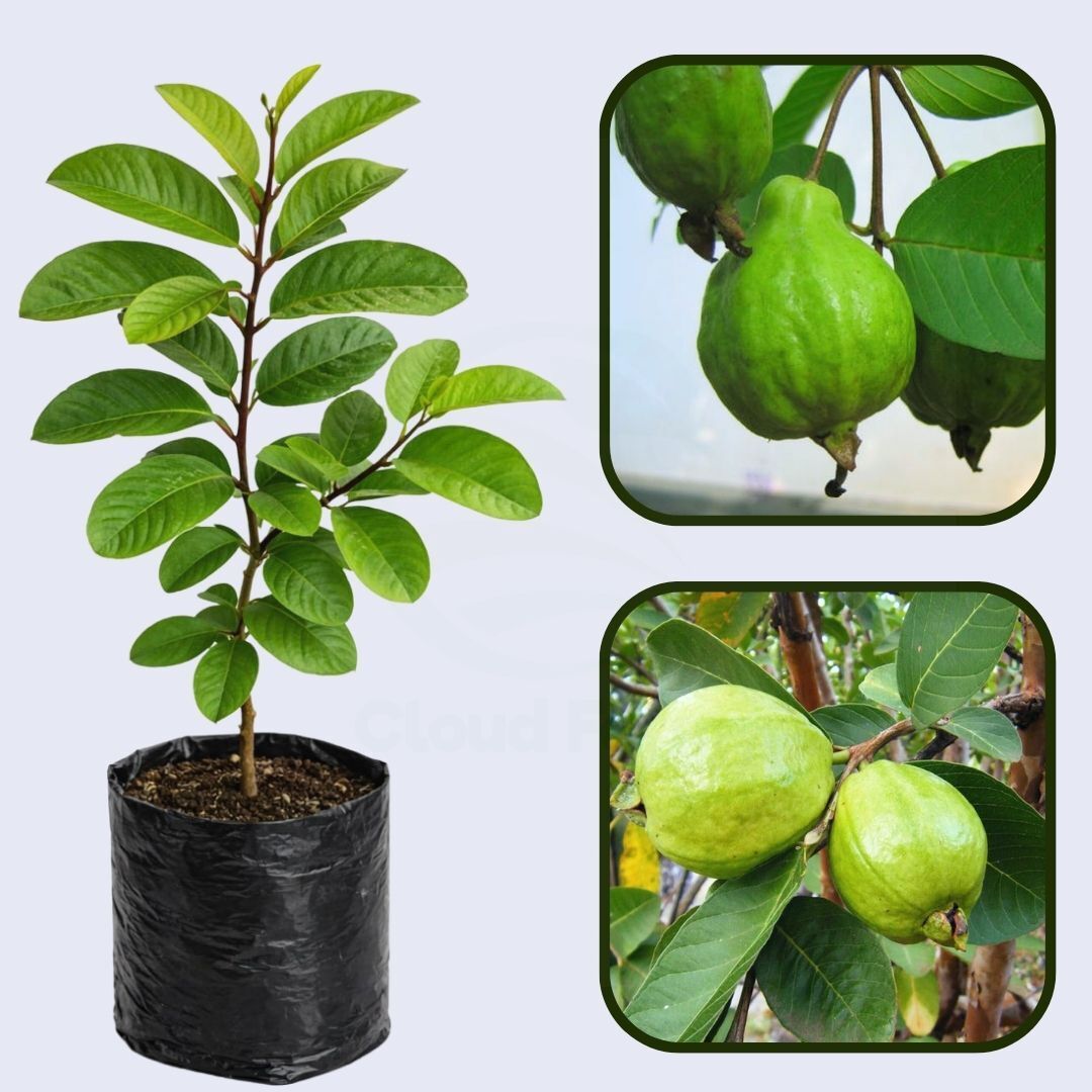Brilhante Guava Air Layered Healthy Fruit Plant