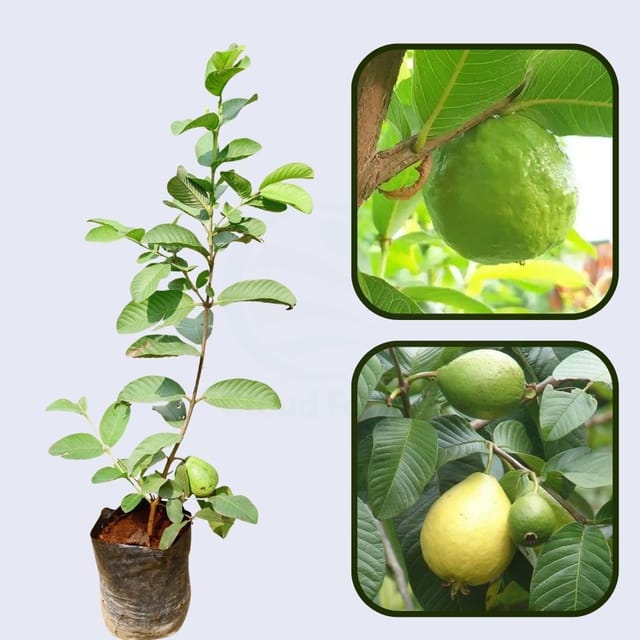 Safedinha Guava Air Layered Healthy Fruit Plant