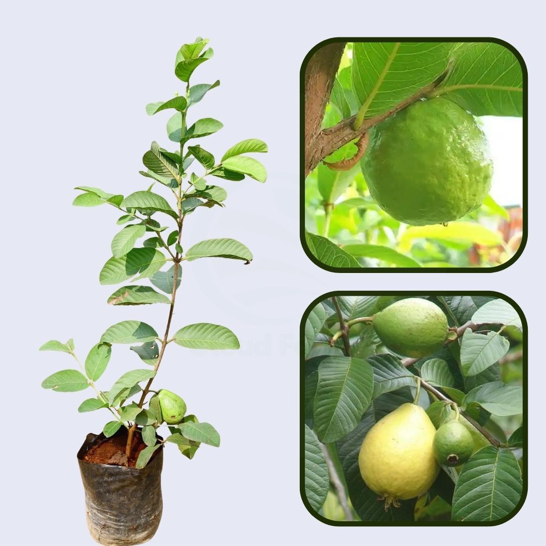 Safedinha Guava Air Layered Healthy Fruit Plant