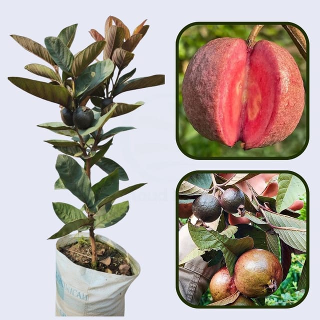 Goiana Guava Air Layered Healthy Fruit Plant