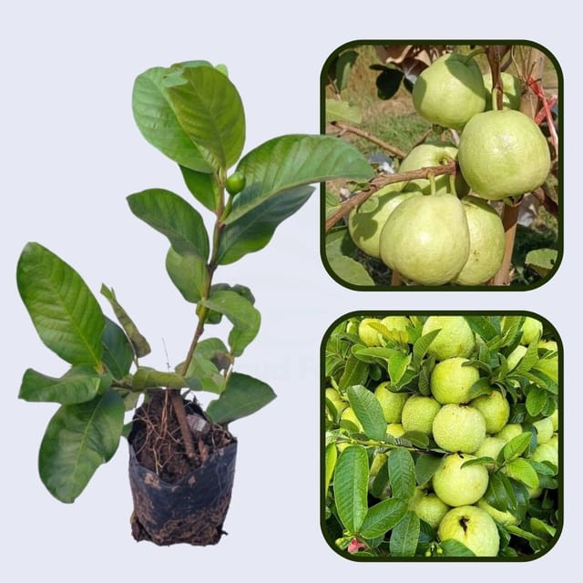 Planalto Guava Air Layered Healthy Fruit Plant Planalto Guava Air Layered Healthy Fruit Plant