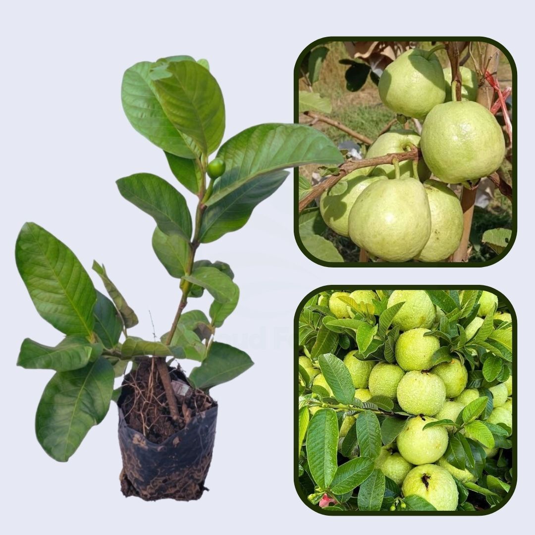 Planalto Guava Air Layered Healthy Fruit Plant