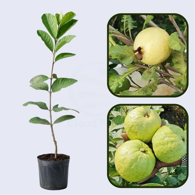 Sertaneja Guava Air Layered Healthy Fruit Plant