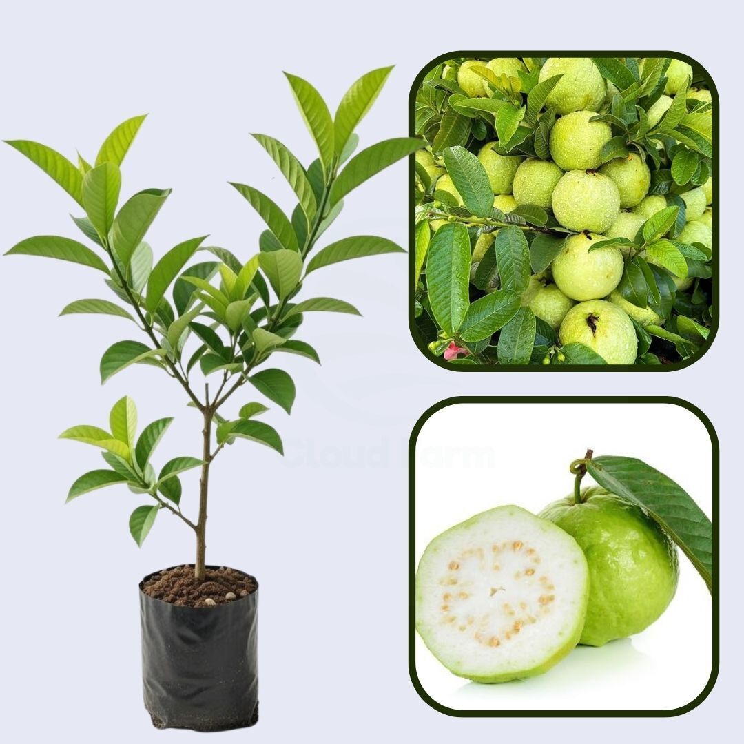 Nova América Guava Air Layered Healthy Fruit Plant