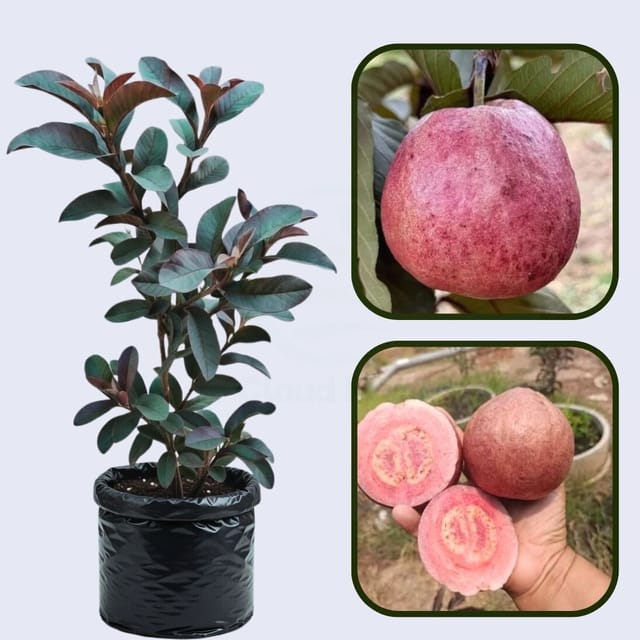 Guarani Guava Air Layered Healthy Fruit Plant