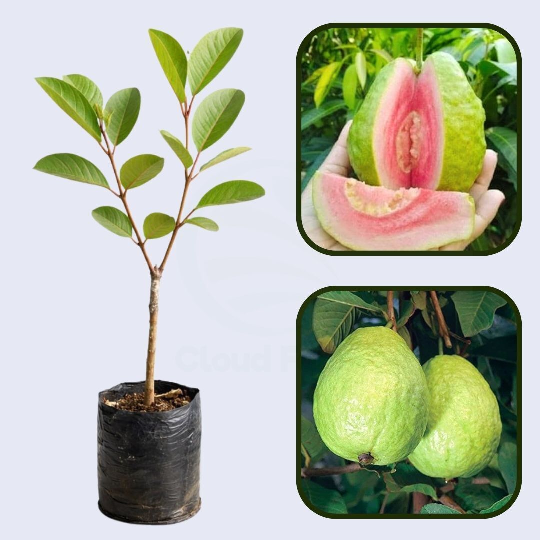 Atlântica Guava Air Layered Healthy Fruit Plant