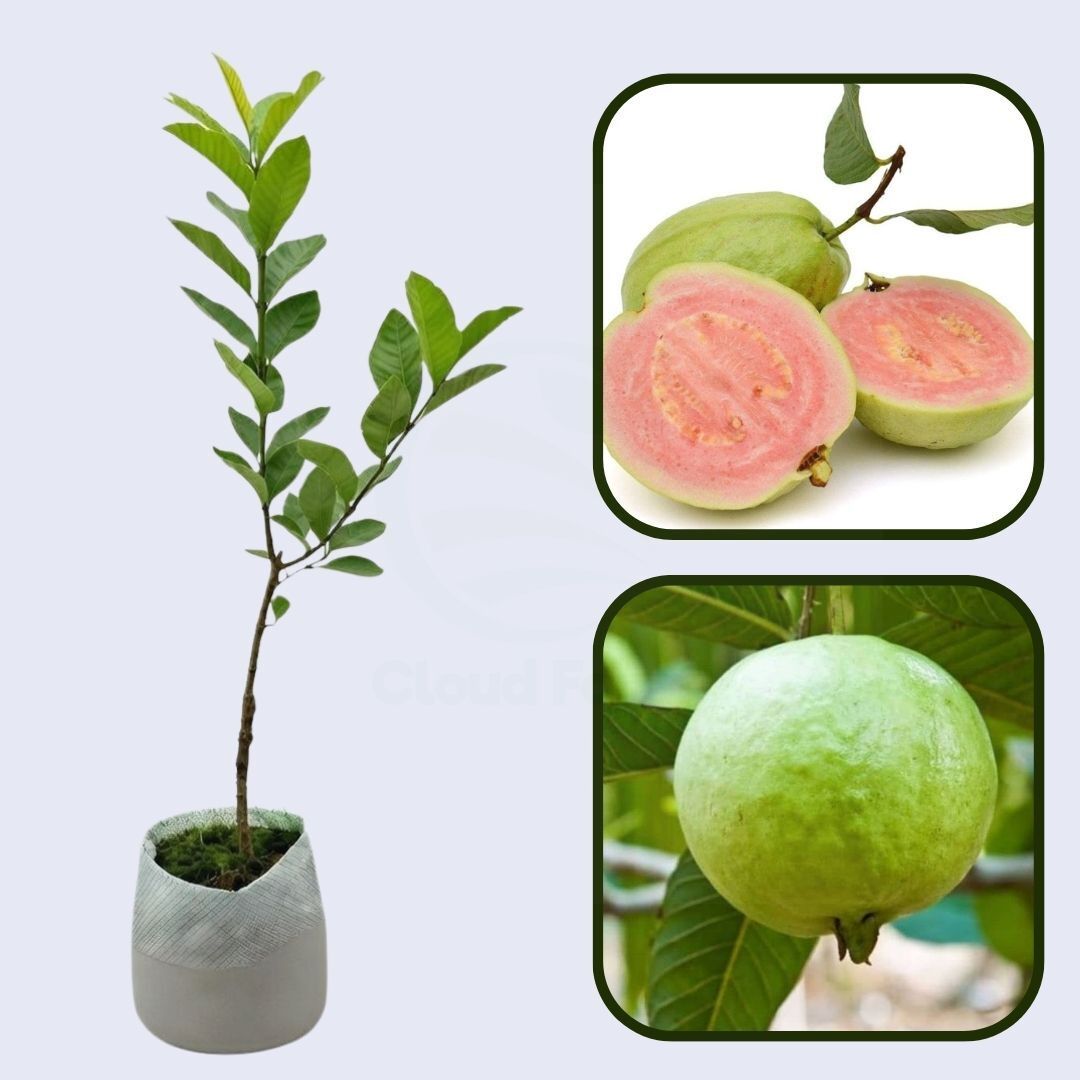Verde Claro Guava Air Layered Healthy Fruit Plant