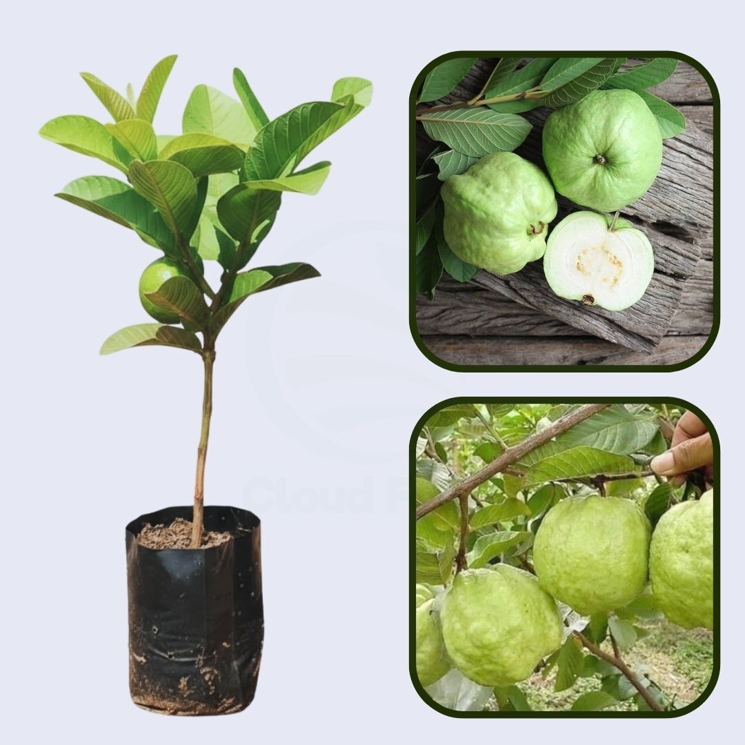 Doce Paulista Guava Air Layered Healthy Fruit Plant