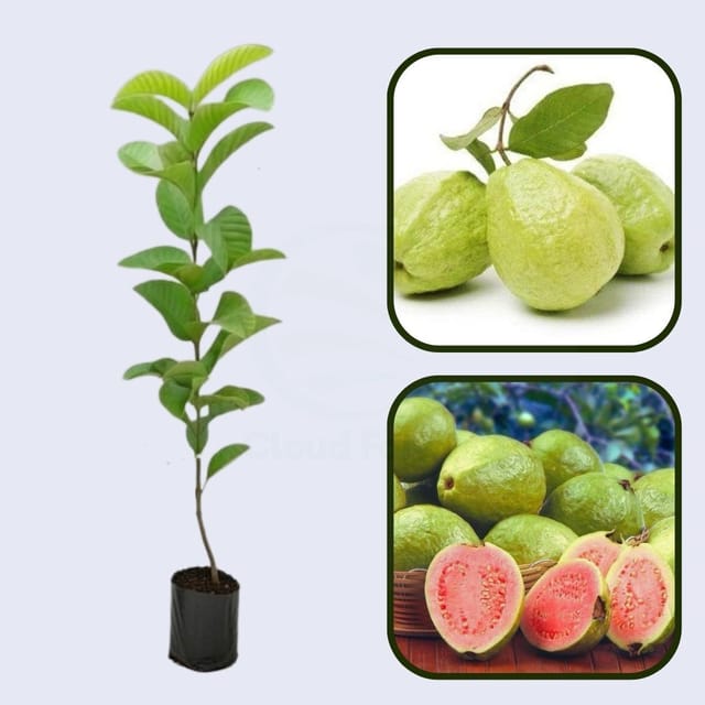 Rosa Mineira Guava Air Layered Healthy Fruit Plant Rosa Mineira Guava Air Layered Healthy Fruit Plant