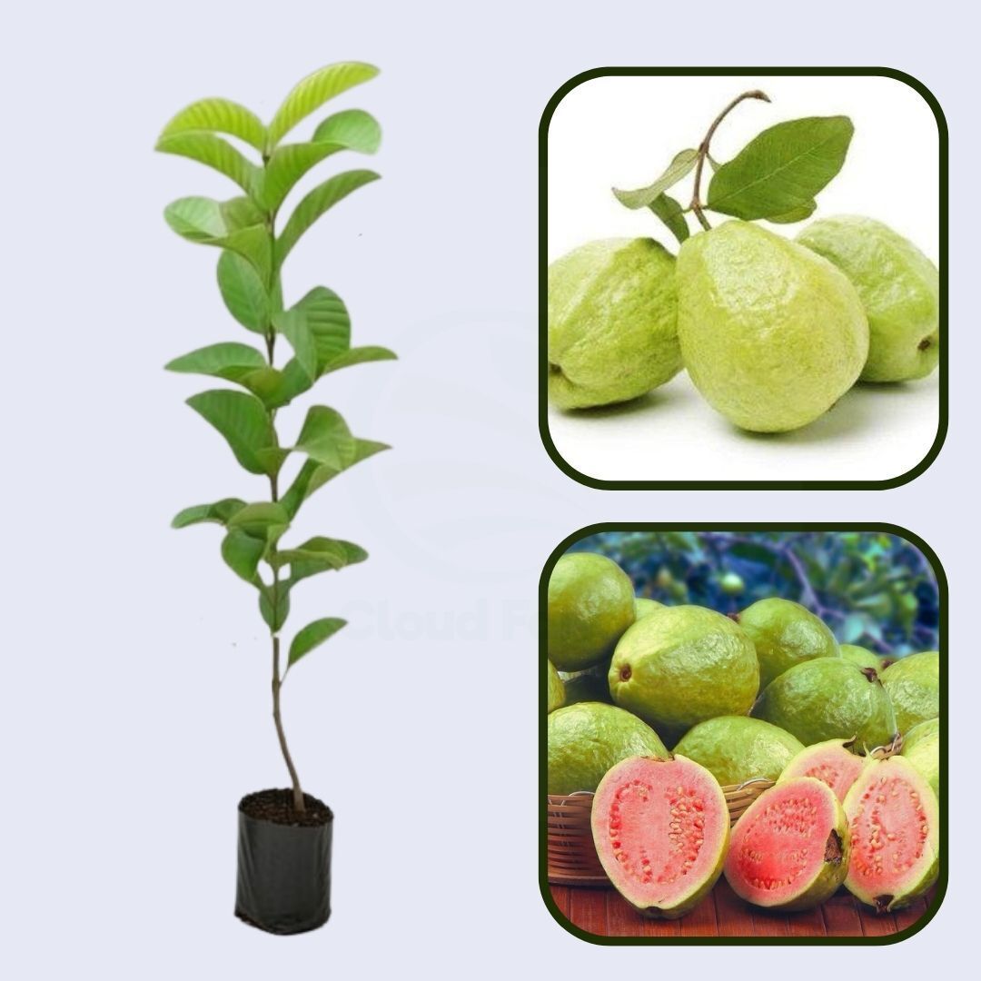 Rosa Mineira Guava Air Layered Healthy Fruit Plant