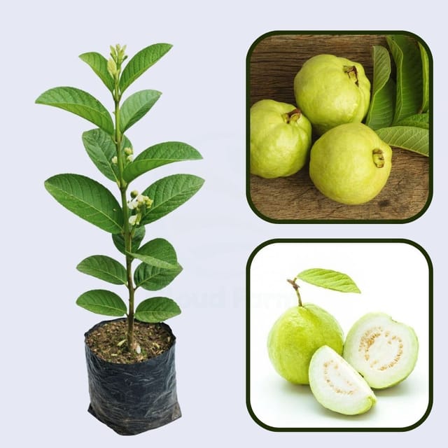 Cerrado White Guava Air Layered Healthy Fruit Plant