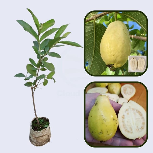 Mexican Cream Guava Air Layered Healthy Fruit Plant