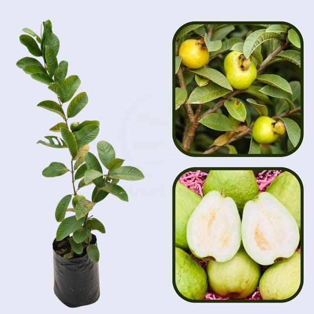 Media China Guava Air Layered Healthy Fruit Plant
