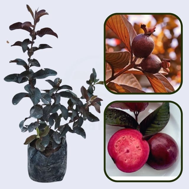 Criolla Roja Guava Air Layered Healthy Fruit Plant