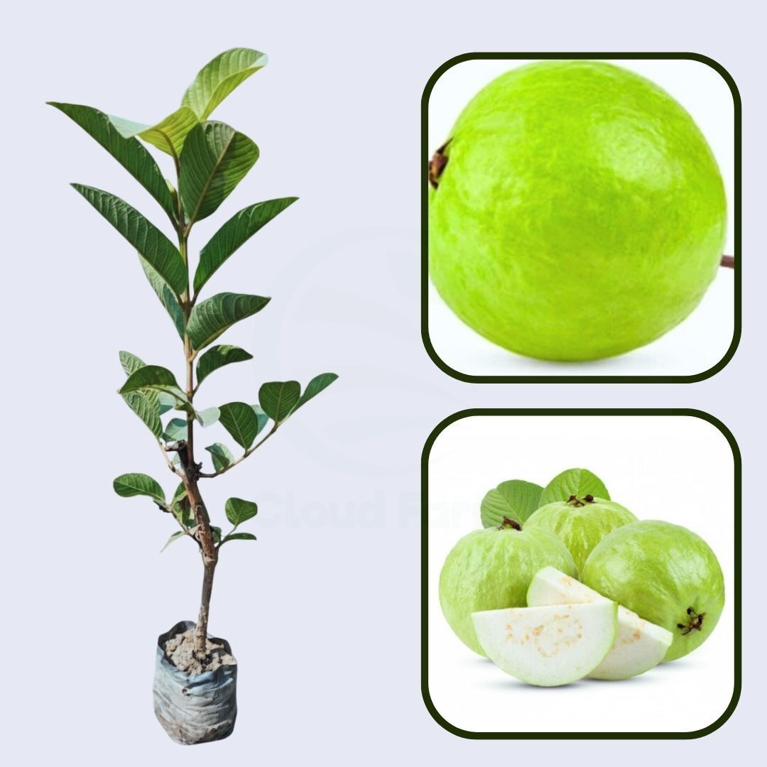 China Blanca Guava Air Layered Healthy Fruit Plant