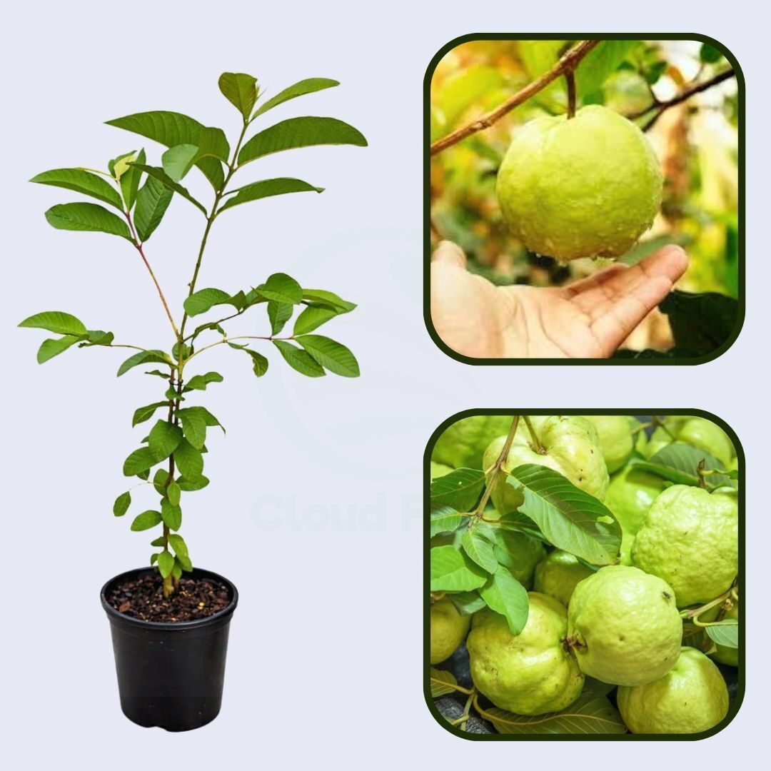 Agria Guava Air Layered Healthy Fruit Plant