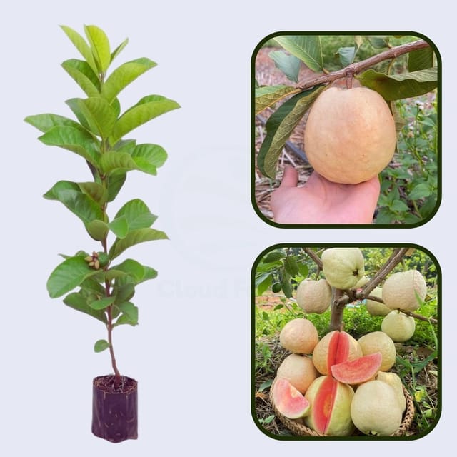 Regional Roja Guava Air Layered Healthy Fruit Plant