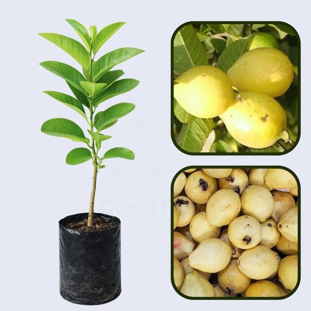 Calvillo Siglo XXI Guava Air Layered Healthy Fruit Plant Calvillo Siglo XXI Guava Air Layered Healthy Fruit Plant