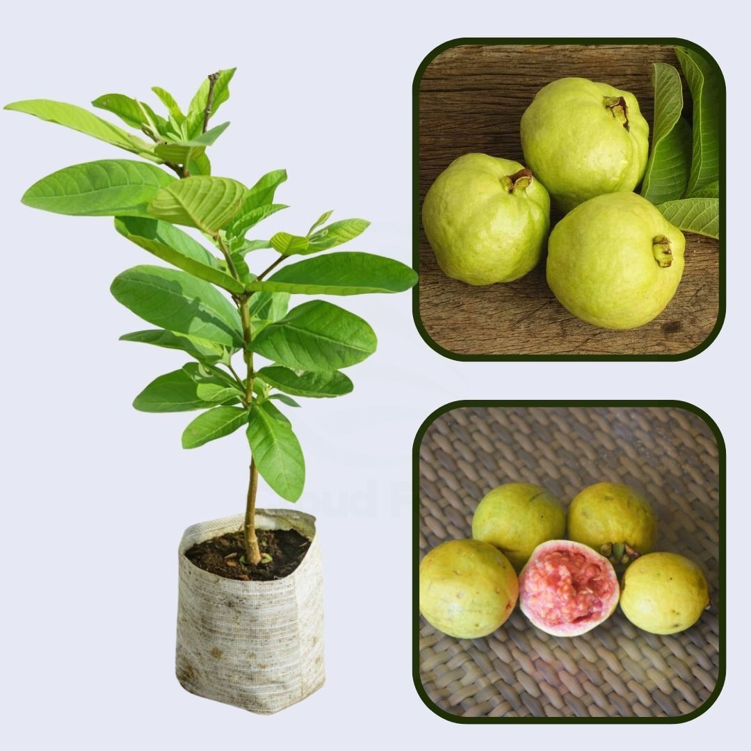 Blanca Patillo Guava Air Layered Healthy Fruit Plant