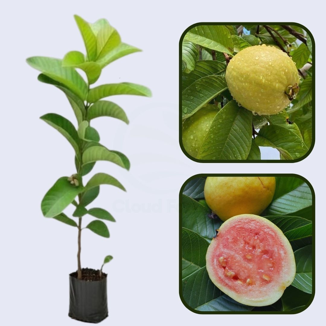 Roja Patillo Guava Air Layered Healthy Fruit Plant