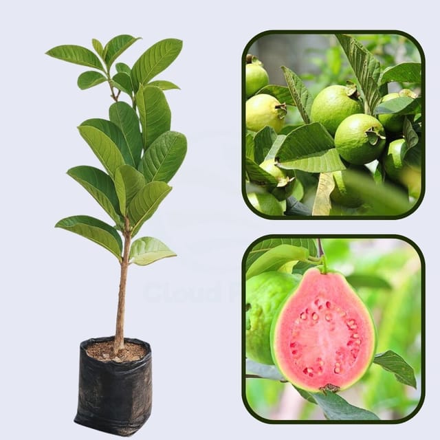 Caxcana Guava Air Layered Healthy Fruit Plant Caxcana Guava Air Layered Healthy Fruit Plant