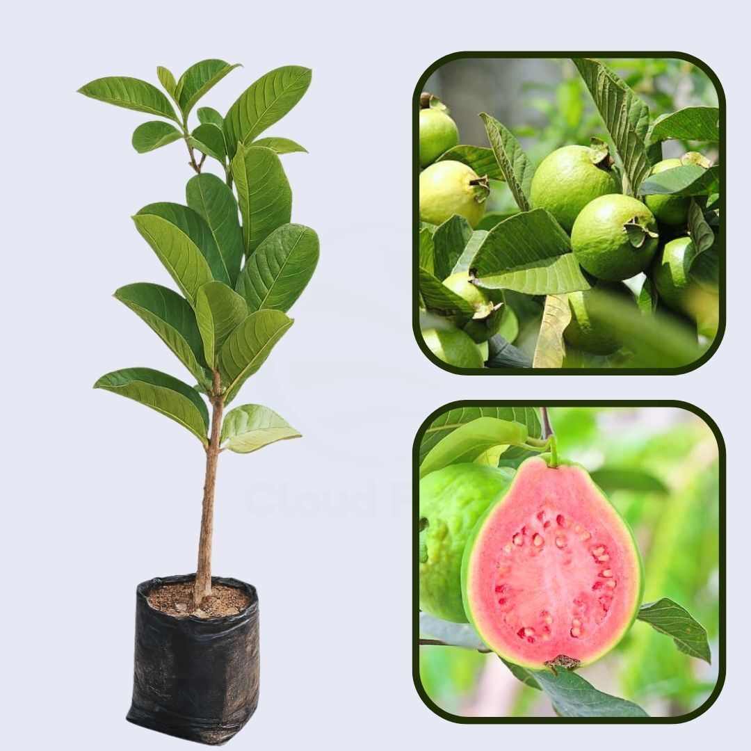 Caxcana Guava Air Layered Healthy Fruit Plant