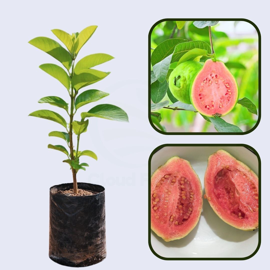 Calvillo Rosa Guava Air Layered Healthy Fruit Plant