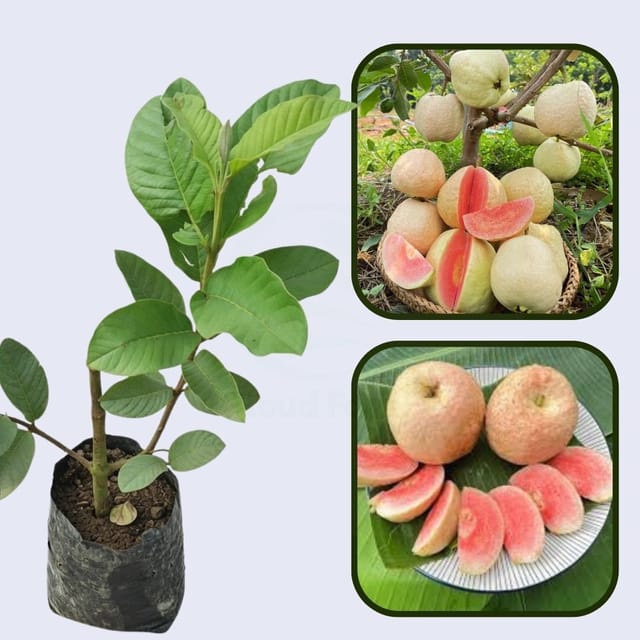 Suprema Roja Guava Air Layered Healthy Fruit Plant