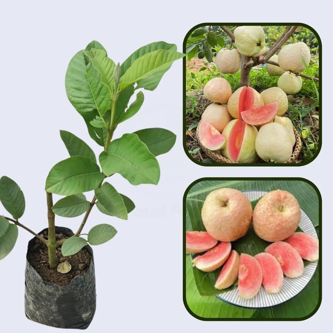 Suprema Roja Guava Air Layered Healthy Fruit Plant
