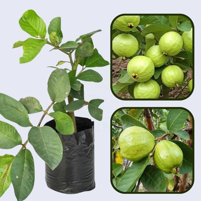 Suprema Blanca Guava Air Layered Healthy Fruit Plant