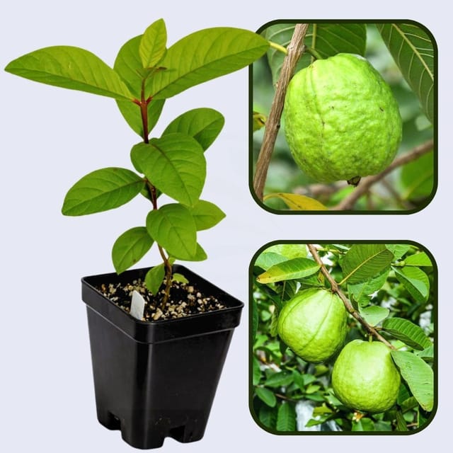 Agria Blanca Guava Air Layered Healthy Fruit Plant
