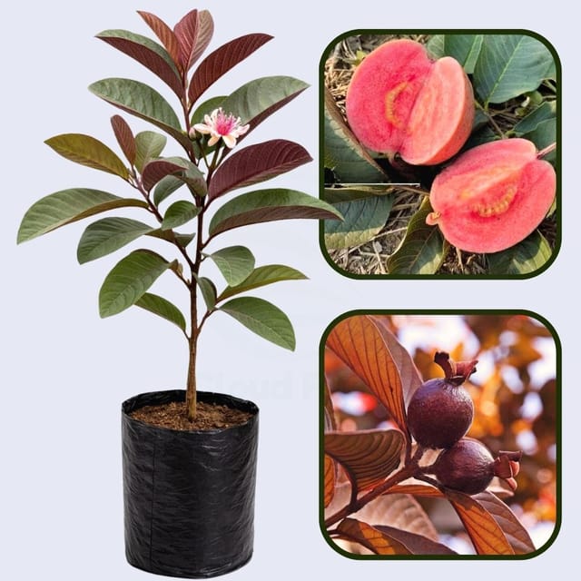 Chiapas Roja Guava Air Layered Healthy Fruit Plant