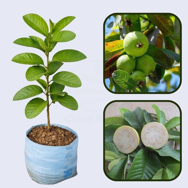 Veracruz Blanca Guava Air Layered Healthy Fruit Plant Veracruz Blanca Guava Air Layered Healthy Fruit Plant