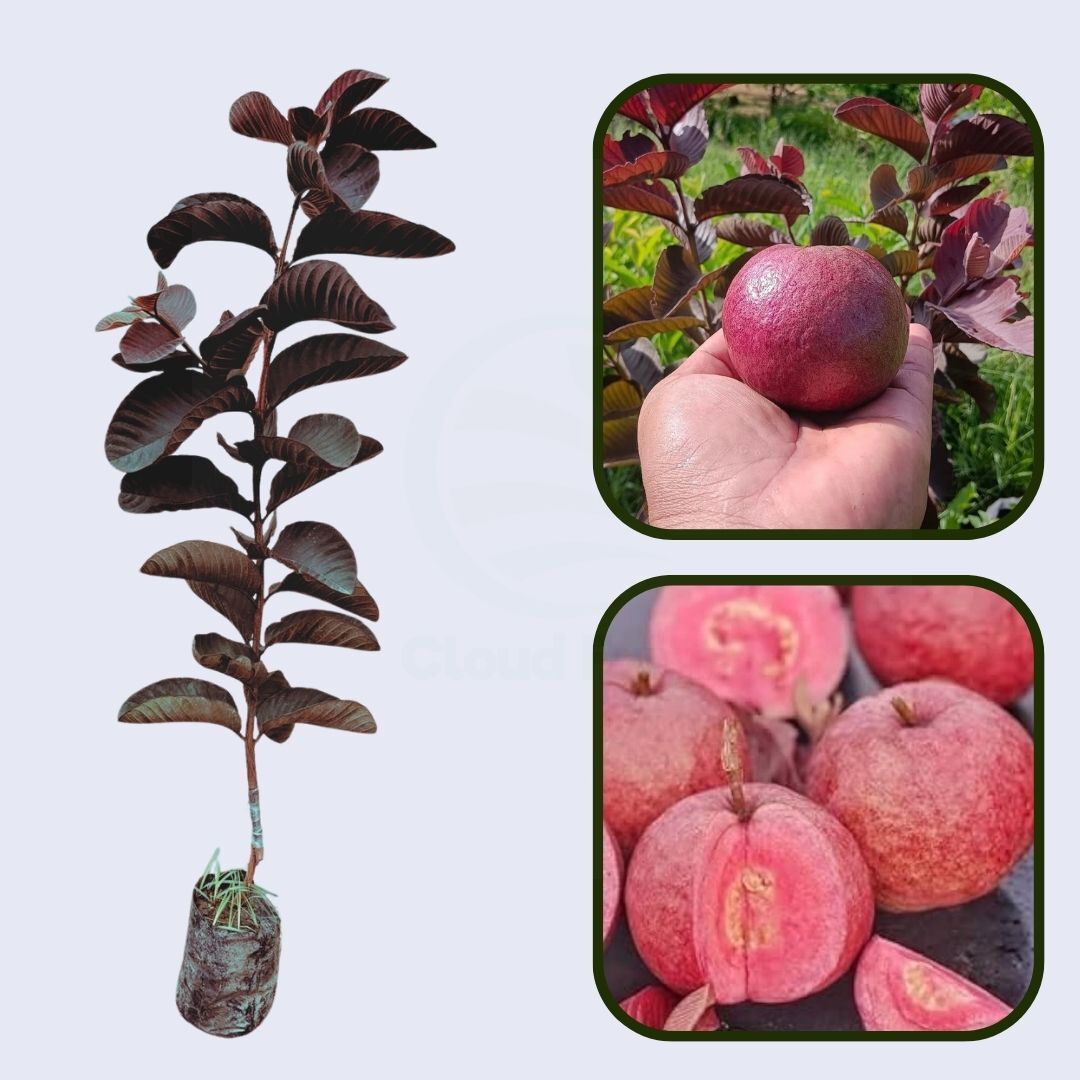 Oaxaca Pink Guava Air Layered Healthy Fruit Plant
